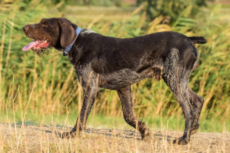 Jagdhund 10 beliebte Jagdhunderassen und Infos zum Kauf Jagdhund 10 beliebte Jagdhunderassen und Infos zum Kauf
